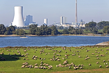 Flock of sheep grazing on the banks of the Rhine against industrial scenery, Alsumer Berg protected landscape, Bruckhausen, Duisburg, North Rhine-Westphalia, Germany, Europe