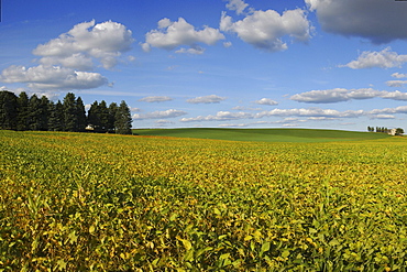 Cultivated landscape, Oconomowoc, Wisconsin, USA, America