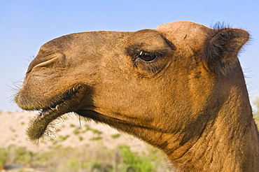 Camel, portrait, Merv, Turkmenistan, Central Asia