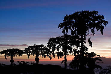 Trees in sunset, Fogo, Cabo Verde, Cape Verde, Africa