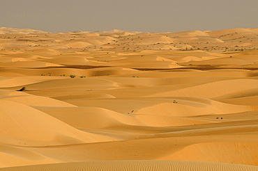 Sahara, near Chinguetti, Mauretania, northwestern Africa