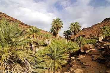 The oasis of Tirjit, near Atar, Mauretania, northwestern Africa