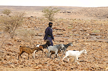 Mauretanian Bedouin with goats, Mauretania, northwestern Africa