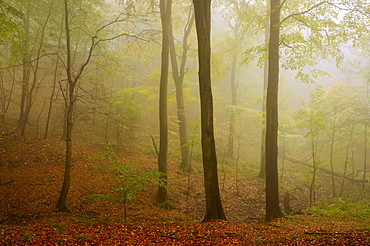 Fog in a beech forest in the Harz, Saxony-Anhalt, Germany, Europe