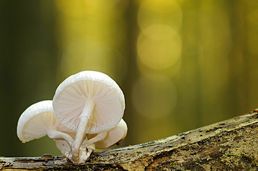 Porcelain Fungus (Oudemansiella mucida) in Jasmund National Park, Ruegen, Mecklenburg-Western Pomerania, Germany, Europe