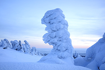 Snow-covered spruce in the evening, Brocken mountain, Saxony-Anhalt, Germany, Europe