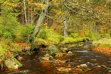 Bode river near Braunlage in autumn, Harz mountain range, Lower Saxony, Germany, Europe