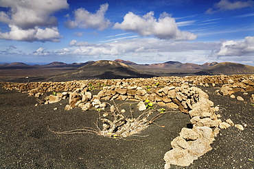 Wine growing area La Geria, in the back the Montanas del Fuego mountains and Timanfaya National Park, Lanzarote, Canary Islands, Spain, Europe