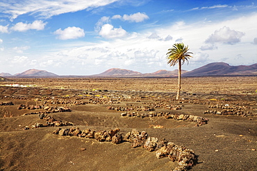 View over the wine growing area of La Geria towards the Montanas del Fuego mountains, Lanzarote, Canary Islands, Spain, Europe