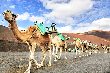 Dromedaries at the dromedary station, Timanfaya National Park, Echadero de los Camellos, Lanzarote, Canary Islands, Spain, Europe