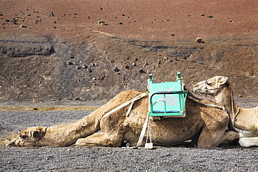 Dromedaries taking a rest at the dromedary station, Timanfaya National Park, Lanzarote, Canary Islands, Spain, Europe