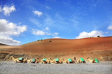 Dromedaries at the dromedary station, Timanfaya National Park, Lanzarote, Canary Islands, Spain, Europe