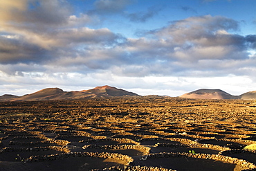 Wine growing area of La Geria in the evening light, Lanzarote, Canary Islands, Spain, Europe