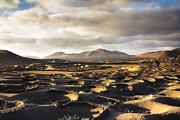 Wine growing area of La Geria in the evening light, Lanzarote, Canary Islands, Spain, Europe