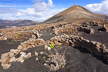 Traditional wine-growing region in the lava landscape of La Geria, behind, the Montana Guardilama, Lanzarote, Canary Islands, Spain, Europe