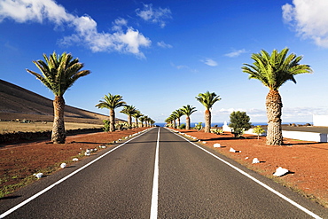 Palm-lined street near Uga, Lanzarote, Canary Islands, Spain, Europe