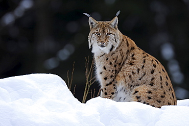 Eurasian Lynx (Lynx lynx), male adult, compound, Bavarian Forest National Forest, Bavaria, Germany, Europe