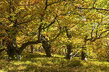 Beech trees (Fagus sylvatica) in a woodland pasture, Germany, Europe