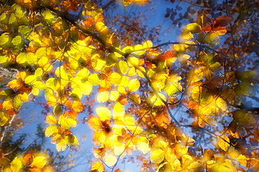 Coloured beech foliage, European Beech or Common Beech (Fagus sylvatica), Hesse, Germany, Europe