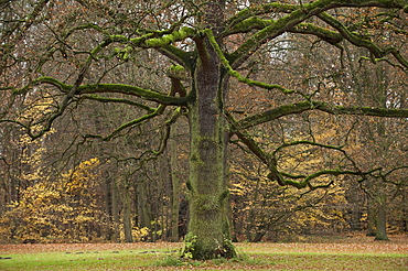 Oak (Quercus) without leaves, Karlsaue, Kassel, North Hesse, Germany, Europe