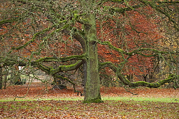 Oak (Quercus) without leaves, Karlsaue, Kassel, North Hesse, Germany, Europe