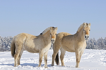 Two young Fjord horses or Norwegian Fjord Horses in the snow