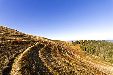 Trail on Mt. Feldberg, Black Forest, Black Forest, Landkreis Hochschwarzwald county, Baden-Wuerttemberg, Germany, Europe