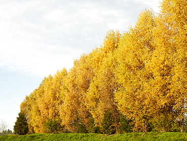 Row of trees in autumn, Untere Muehle street, Schwabmuehlhausen district, Langerringen, Bavaria, Germany, Europe