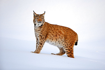 Eurasian lynx (Lynx lynx), in deep snow at dusk, wildlife park, Nationalpark Bayerischer Wald, Bavarian Forest National Park, Germany, Europe