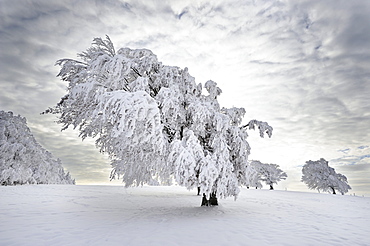 European Beech or Common Beech (Fagus sylvatica), distorted by wind and snow and frost, Schauinsland Mountain, Black Forest, Breisgau-Hochschwarzwald, Baden-Wuerttemberg, Germany, Europe