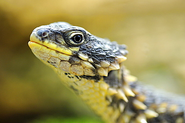 Giant Girdled Lizard (Cordylus giganteus)