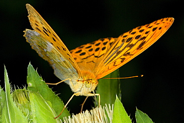 Silver-washed Fritillary (Argynnis paphia) on a blossom