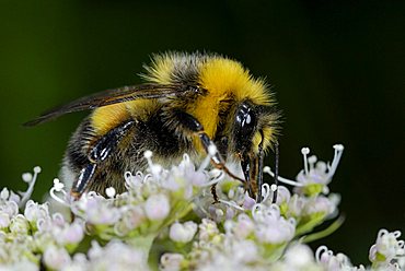 Buff-tailed Bumblebee (Bombus terrestris) on a blossom