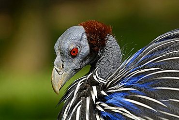 Vulturine Guineafowl (Acryllium vulturinum)