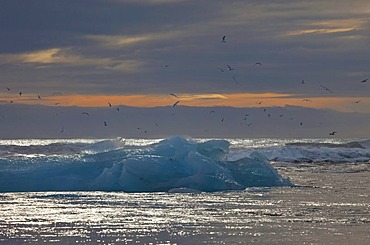 Icebergs floating on the sparkling sea and flying seagulls at sunrise, Jokulsarlon, Iceland, Europe