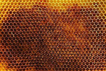 Empty spun honey combs of the Honey Bee (Apis)