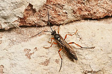 Scorpion Wasp (Diphyus quadripunctorius)