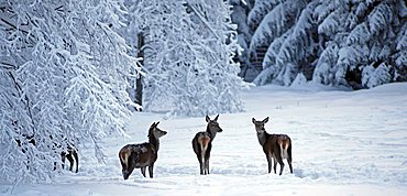 Red deer (Cervus elaphus), female, in the snow