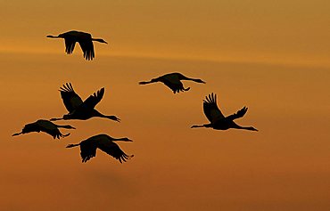 Common cranes (Grus grus)