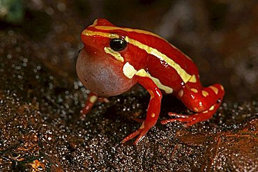 Phantasmal poison frog (Epipedobates tricolor) in captivity