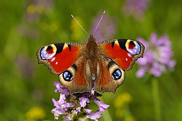 Peacock (Inachis io) feeding a Hedge Woundwort (Stachys sylvatica), Biosphaerengebiet Schwaebische Alb biosphere reserve, Swabian Alb, Baden-Wuerttemberg, Germany, Europe