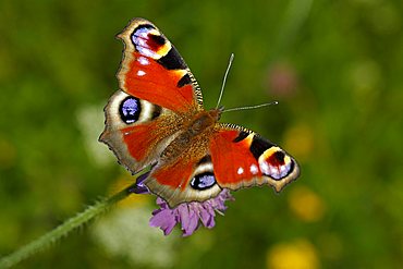 Peacock (Inachis io) on a Hedge Woundwort (Stachys sylvatica), Biosphaerengebiet Schwaebische Alb biosphere reserve, Swabian Alb, Baden-Wuerttemberg, Germany, Europe