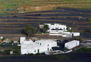 Farming village in a lava field, Los Valles, Lanzarote, Canary Islands, Spain, Europe