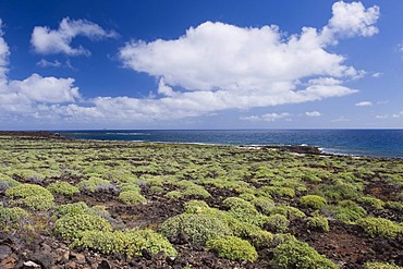 Coastal landscape at Punta Usaje at Jameos del Agua, Lanzarote, Canary Islands, Spain, Europe