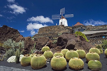 Wind mill in a cactus garden, Golden Barrel Cactus (Echinocactus grusonii), Jardin de Cactus, built by the artist Cesar Manrique, Guatiza, Lanzarote, Canary Islands, Spain, Europe