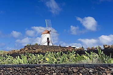 Wind mill, cactus field for breeding lice for natural dyes in Guatiza, prickly pear (Opuntia ficus-indica), Lanzarote, Canary Islands, Spain, Europe