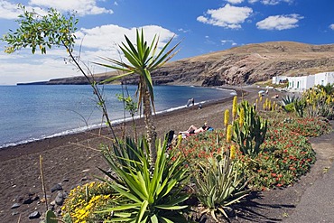 Aloe Vera flower on the beach of Playa Quemada, Lanzarote, Canary Islands, Spain, Europe