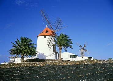 Windmill and palm trees in Tiagua, Lanzarote, Canary Islands, Spain, Europe