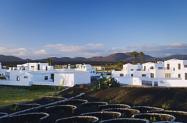 Vineyard cultivation in a lava field in Yaiza, Lanzarote, Canary Islands, Spain, Europe