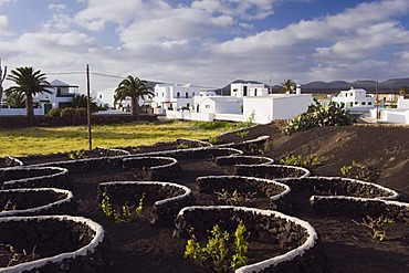 Vineyard cultivation in a lava field in Yaiza, Lanzarote, Canary Islands, Spain, Europe